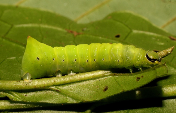 Fig. 1. Larva de <i>Cropia grandimacula</i> (Noctuidae), ultimo estadio, vista lateral. Voucher: 20-SRPN-35852-DHJ770630.