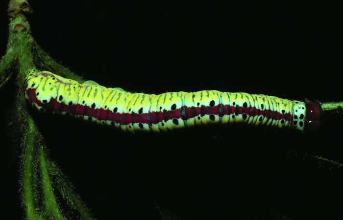 Fig. 3. Larva de <i>Cropia euros</i> (Noctuidae), alimentándose de <i>Cordia alliodora</i> (Cordiaceae). Voucher: 81-SRPN-363-DHJ2437.