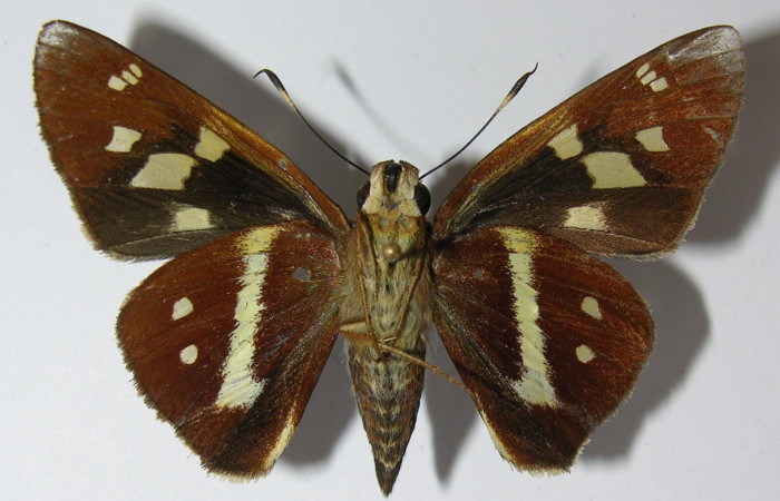 Figura 11. Adulto ventral <i>Xeniades chalestra</i> (Hesperiidae). (12-SRNP-70045-DHJ562161).