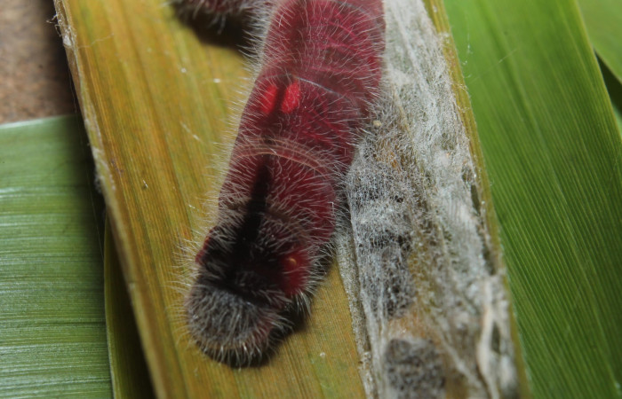 Figura 6. Detalle de testículos y extremo, <i>Xeniades chalestra</i> (Hesperiidae). (18-SRNP-45410-DHJ718714).