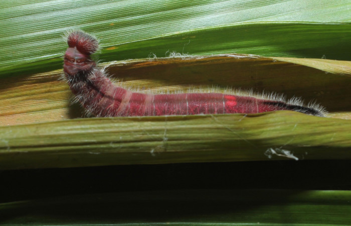 Figura 4. Detalle de refugio <i>Xeniades chalestra</i> (Hesperiidae). (18-SRNP-45410-DHJ718717).