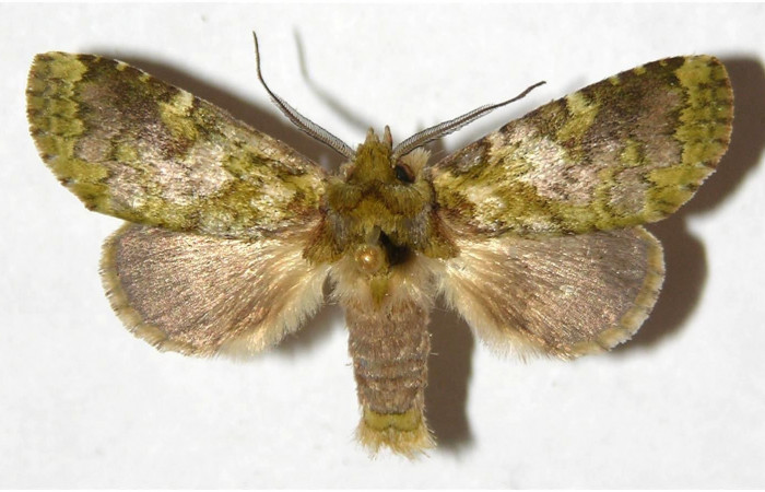 Fig. 16. Macho de <i>Luca livida</i> (Notodontidae), vista dorsal. Voucher: 01-SRNP-7058-DHJ311668.