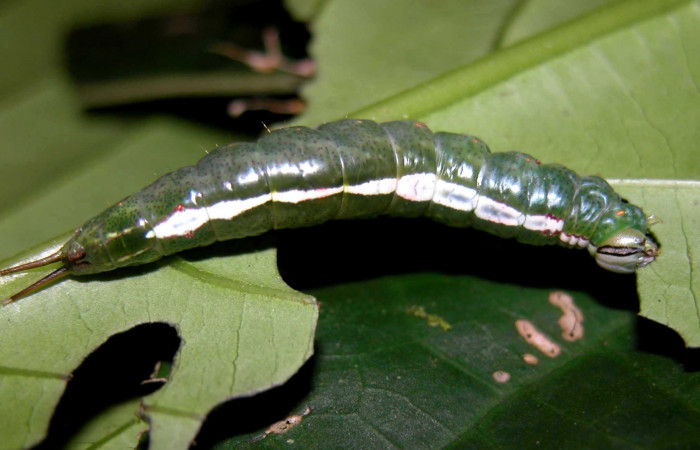 Fig. 2. Larva de <i>Luca</i> lividaDHJ01 (Notodontidae) comiendo <i>Calatola costarricensis</i> (Metteniusaceae). Voucher: 04- SRNP-55245-DHJ401999.