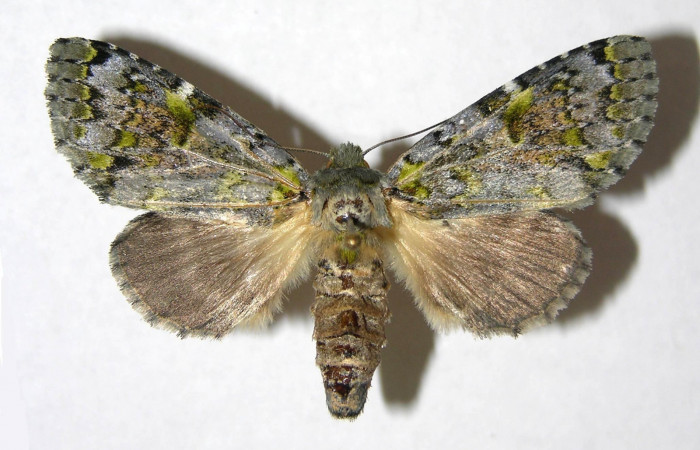 Fig. 14. Hembra de <i>Luca</i> lividaDHJ01 (Notodontidae), vista dorsal. Voucher: 06-SRNP-35259-DHJ350342.