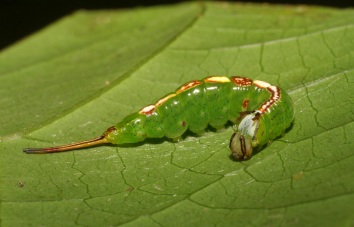 Fig. 5. Larva de <i>Luca</i> lividaDHJ01 (Notodontidae) comiendo <i>Calatola costarricensis</i> (Metteniusaceae), vista cabeza. Voucher: 06-SRNP-5147-DHJ410895.