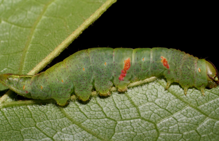 Fig. 7. Larva de <i>Luca livida</i> (Notodontidae) comiendo <i>Pouteria viridis</i> (Sapotaceae). Voucher: 07-SRNP-1170-DHJ419524.