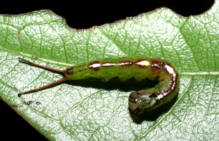 Fig. 4. Larva de <i>Luca</i> lividaDHJ01 (Notodontidae) comiendo <i>Matudaea trinervia</i> (Hamameliadaceae). Voucher: 08-SRNP-70576- DHJ443343.