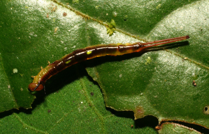 Fig. 3. Larva de <i>Luca</i> lividaDHJ01 (Notodontidae) comiendo <i>Gordonia brandegeei</i> (Theaceae). Voucher: 11- SRNP-30847-DHJ482034.