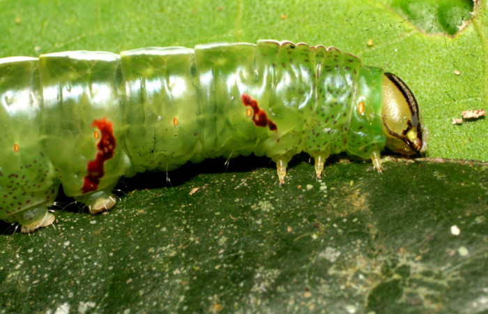 Fig. 8. Detalle cabeza de <i>Luca</i> lividaDHJ01 (Notodontidae) comiendo <i>Gordonia brandegeei</i> (Theaceae). Voucher: 11-SRNP-30847-DHJ482043.