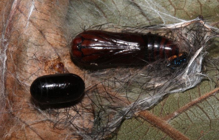 Fig. 11. Pupario de <i>Houghia aerata</i> (Tachinidae) en <i>Luca</i> lividaDHJ01 (Notodontidae). Voucher: 18- SRNP-31095-DHJ745675.