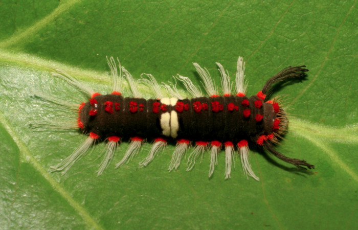 Figura 6. Larva de <i>Rhetus castigatus</i> en último  estadío, vista dorsal. (07-SRNP-15225-DHJ426352).