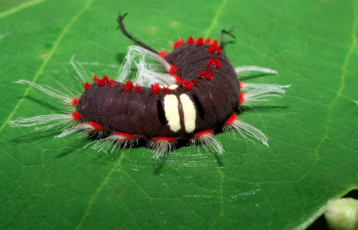 Figura 7. Larva de <i>Rhetus castigatus</i> en último  estadío, vista lateral. (07-SRNP-45807-DHJ428448).