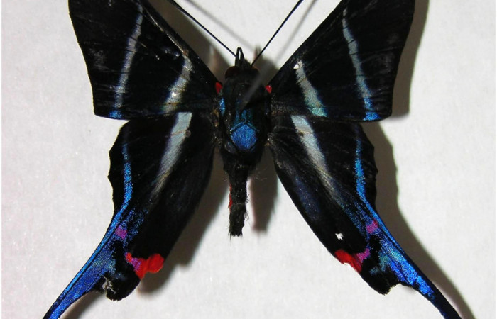 Figura 1. Adulto de <i>Rhetus castigatus</i> (Macho), vista dorsal. (07-SRNP-58892-DHJ377886).