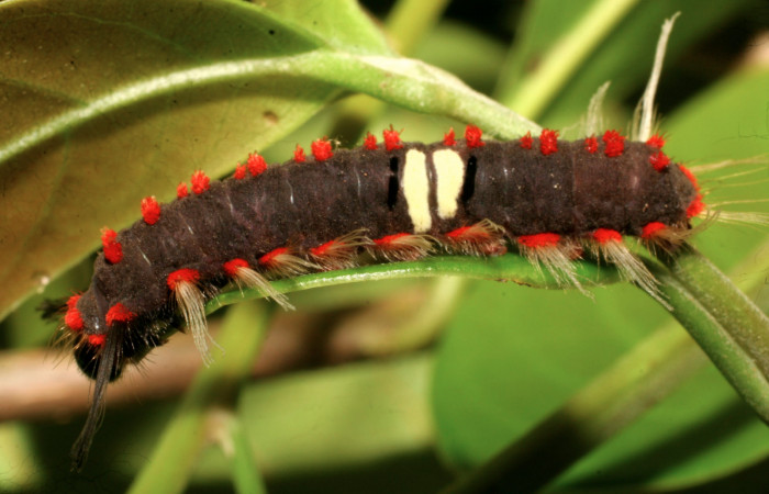 Figura 8. Larva de <i>Rhetus castigatus</i> en último  estadío, vista lateral. (08-SRNP-20372-DHJ435585).