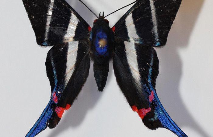 Figura 3. Adulto de <i>Rhetus castigatus</i> (hembra), vista dorsal. (12-SRNP-20249-DHJ584934).