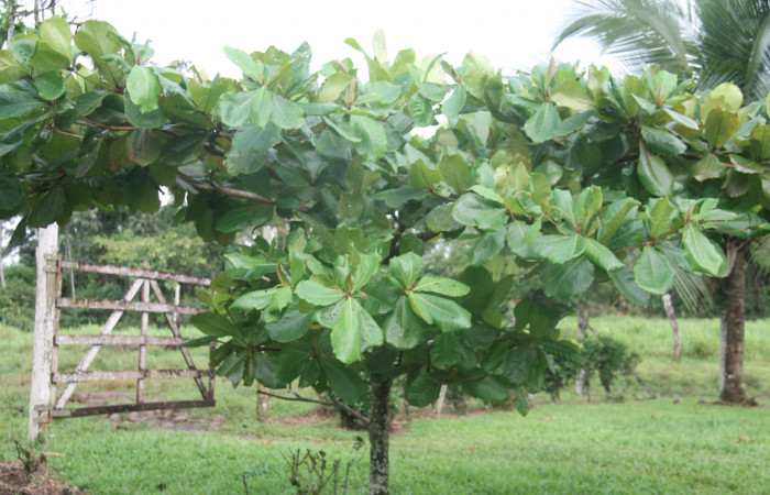 Figura 5. Planta hospedera de <i>Terminalia  catappa</i> (introducido) donde se alimenta <i>Rhetus  castigatus</i>. Estación Biológica Botarrama. Foto  Keiner Aragon, 03/10/2019.