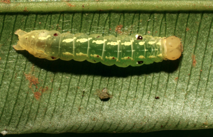 Figura 2. Larva <i>Aprica patula</i> (Noctuidae), tercer estadío (PPU) vista dorsal, localidad Sendero Evangelista, Sector Pitilla ACG (660m). Voucher: 10-SRNP-31003-DHJ473541.jpg.
