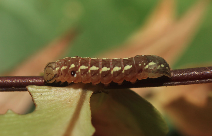 Figura 3. Larva <i>Aprica patula</i> (Noctuidae), tercer estadío (PPU)  vista lateral, localidad Sendero Manguera Estación Quica, Sector Pitilla ACG (470m). Voucher: 14-SRNP-71583-DHJ723853.jpg.
