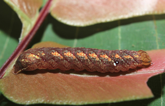 Figura 4. Larva <i>Aprica patula</i> (Noctuidae), penúltimo estadío (PU) vista lateral, localidad Sendero Manguera Estación Quica, Sector Pitilla ACG (470m). Voucher: 14-SRNP-71583-DHJ723855.jpg.