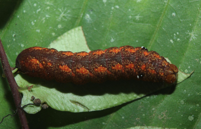 Figura 5. Larva <i>Aprica patula</i> (Noctuidae), último estadío (U) vista dorsal, localidad Sendero Manguera Estación Quica, Sector Pitilla ACG (470m). Voucher: 14-SRNP-71583-DHJ723893.jpg.