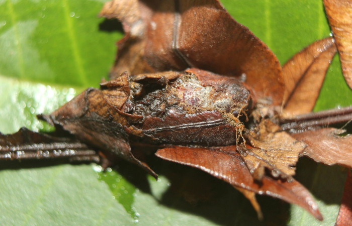 Figura 6. Capullo de prepupa de <i>Aprica patula</i> (Noctuidae), vista dorsal, localidad Sendero Manguera Estación Quica, Sector Pitilla ACG (470m). Voucher: 14-SRNP-71583-DHJ723899.jpg.