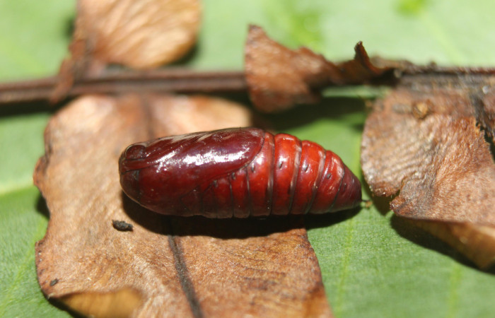 Figura 7. Pupa de <i>Aprica patula</i> (Noctuidae), vista lateral, localidad Sendero Manguera Estación Quica, Sector Pitilla ACG (470m). Voucher: 14-SRNP-71583-DHJ723900.jpg.