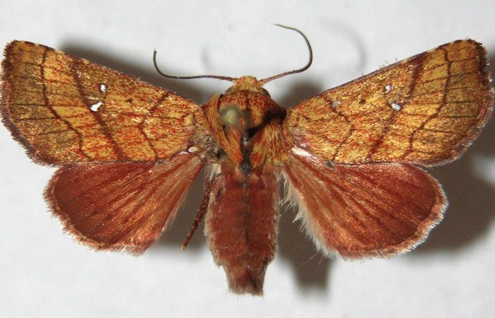 Figura 10. Adulto de <i>Aprica patula</i> (Nontuidae), vista dorsal, localidad Jacobo, Sector Rincón Rain Forest ACG (461m). Voucher: 14-SRNP-80751-DHJ599814.jpg.