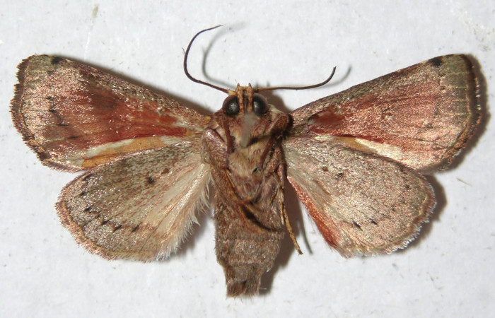 Figura 11. Adulto de <i>Aprica patula</i> (Noctuidae), vista ventral, localidad Jacobo, Sector Rincón Rain Forest ACG (461m). Voucher: 14-SRNP-80751-DHJ599815.jpg.