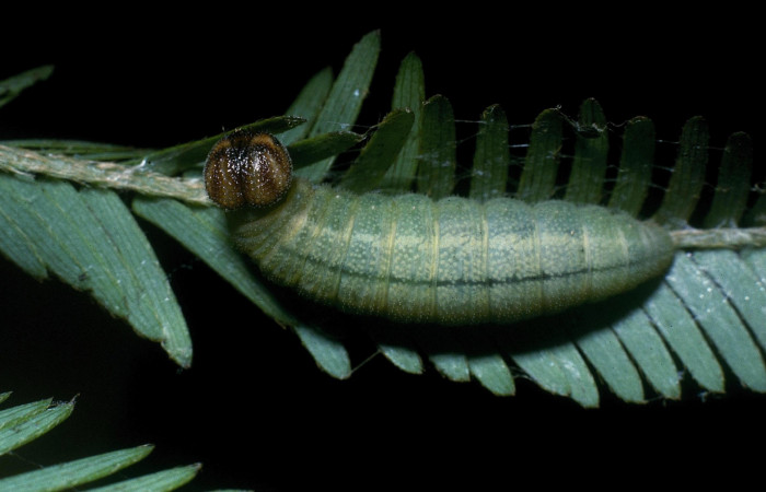 Fig. 2. Larva <i>Cogia calchas</i> lateral entero último estadio. Voucher 04-SRNP-23042- DHJ83654.04-SRNP-23042-DHJ83654