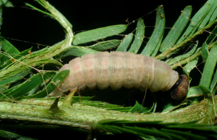 Fig. 4. Prepupa lateral entero <i>Cogia calchas</i> Sector Santa Rosa. Voucher 09-SRNP-14222-DHJ456338.