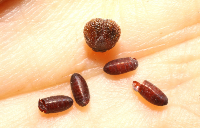 Fig.11. Puparios de parásito tachJanzen01 Janzen01 de familia (Tachinidae), parásito en larva <i>Cogia calchas</i>. Voucher 09-SRNP-73334- DHJ474273.