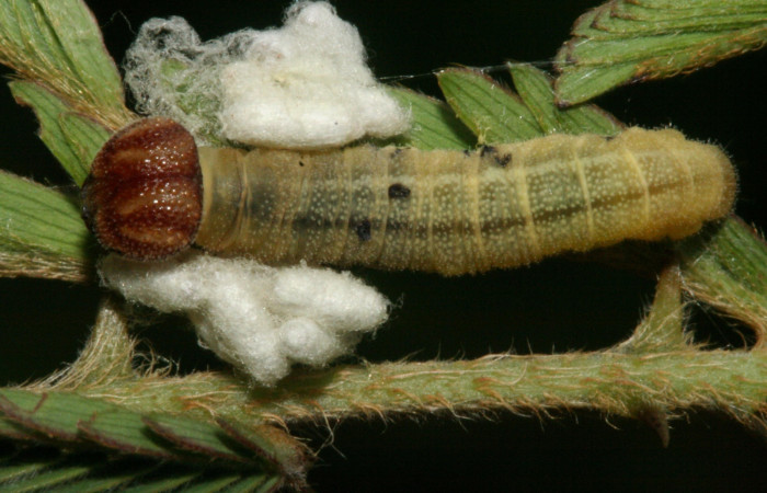 Fig. 9. Capullos de parásito <i>Cotesia</i> Whitfield10, subfamily Microgastrinae, familia (Braconidae) en la larva <i>Cogia calchas</i>. Voucher 11-SRNP-909-DHJ480900.