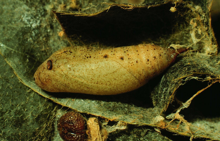 Fig. 5. Pupa lateral entero; <i>Cogia calchas</i>, localizada en Santa Rosa. Voucher 93-SRNP-3305- DHJ26456.