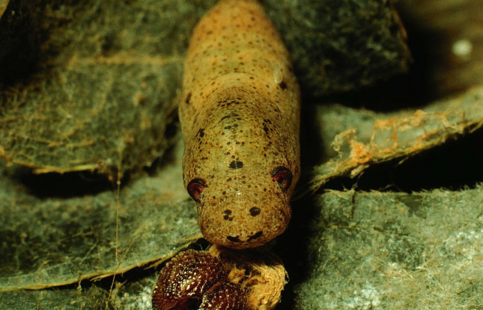 Fig. 6. Pupa <i>Cogia calchas</i>, vista desde el frente y restos de muda de cabeza de la larva. Sector Santa Rosa. Camino Rosa Maria. Voucher 93-SRNP-3305- DHJ26457.
