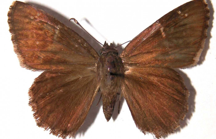 Fig. 7 Adulto <i>Cogia calchas</i> Hesperiidae, vista dorsal (hembra), mide 37mm. Voucher 95-SRNP-827-DHJ36954.
