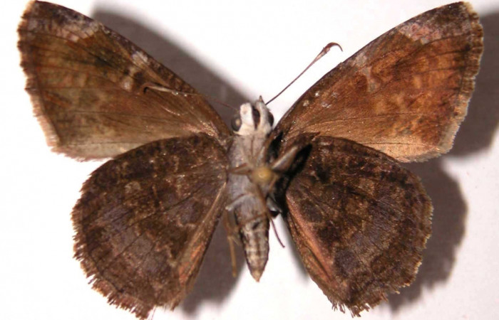 Fig.8 Adulto <i>Cogia calchas</i> Hesperiidae, vista ventral (hembra), mide 37mm. Voucher 95-SRNP-827-DHJ36955.