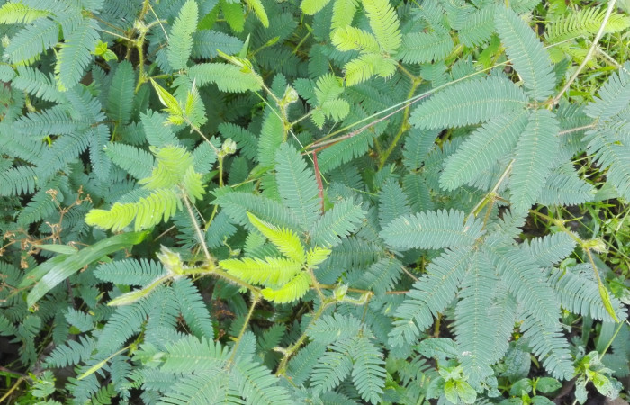 Fig. 3. <i>Mimosa dormiens</i> (Fabaceae). Planta hospedera de larva <i>Cogia calchas</i>. Finca Esmeralda. Foto tomada 10/02/2019, Cirilo Umaña D.IMG_20190930_084727