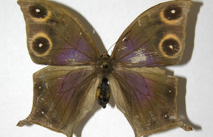 Figura 1. Adulto <i>Caerois gerdrudtus</i> (Nymphalidae), posición dorsal. 06-SRNP-32111-DHJ351380.