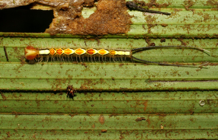 Figura 2. Larva <i>Caerois gerdrudtus</i> (Nymphalidae), posición dorsal en la hoja de la planta <i>Calyptrogyne trichostachys</i> (Arecaceae). 06-SRNP-33863-DHJ416451.jpg.