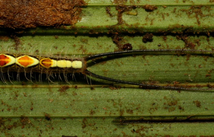 Figura 3. Larva <i>Caerois gerdrudtus</i> (Nymphalidae), posición cola en la hoja de la planta <i>Calyptrogyne trichostachys</i> (Arecaceae). 06-SRNP-33863-DHJ416456.jpg.