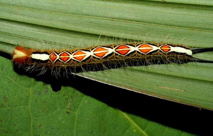Figura 6. Larva <i>Caerois gerdrudtus</i> (Nymphalidae), posición dorsal en la hoja de la planta <i>Calyptrogyne trichostachys</i> (Arecaceae). 06-SRNP-33863-DHJ433432.jpg.
