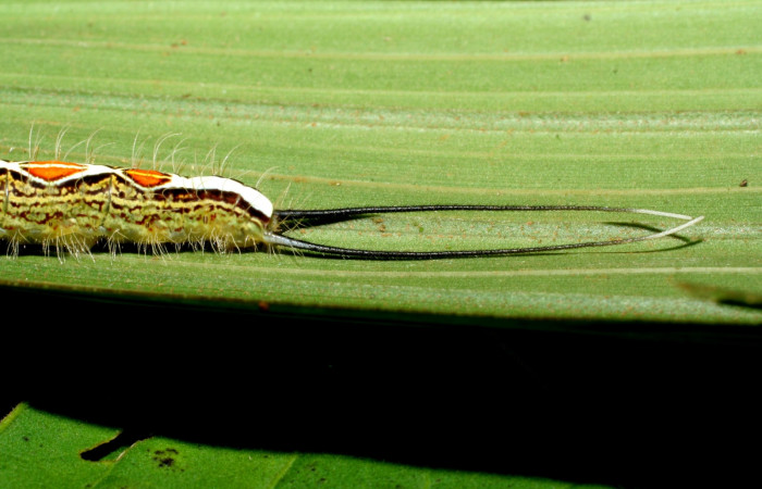 Figura 8. Larva <i>Caerois gerdrudtus</i> (Nymphalidae), posición cola en la hoja de la planta <i>Calyptrogyne trichostachys</i> (Arecaceae). 06-SRNP-33863-DHJ433435.jpg.