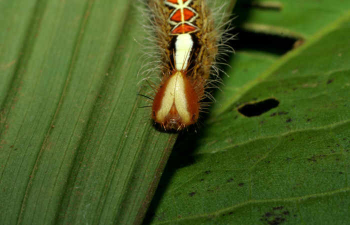 Figura 8. Larva <i>Caerois gerdrudtus</i> (Nymphalidae), posición cabeza en la hoja de la planta <i>Calyptrogyne trichostachys</i> (Arecaceae). 06-SRNP-33863-DHJ433437.jpg.