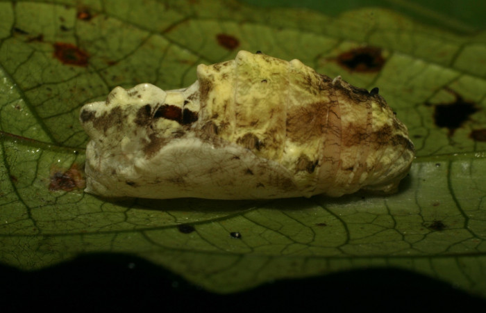 Figura 15. Pupa de <i>Caerois gerdrudtus</i> (Nymphalidae). 09-SRNP-32256-DHJ459021.jpg.