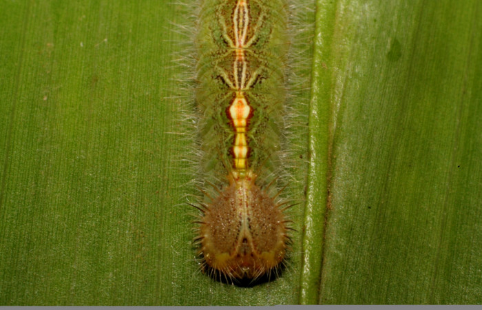 Figura 4. Larva <i>Caerois gerdrudtus</i> (Nymphalidae), posición cabeza en la hoja de la planta <i>Brahea armata</i> (Arecaceae). 09-SRNP-65835-DHJ461604.jpg.