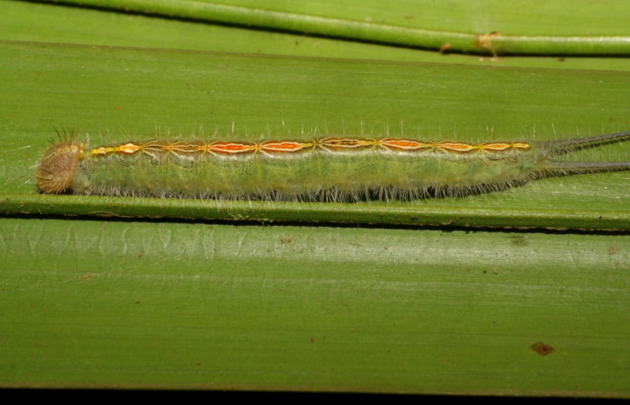 Figura 5. Larva <i>Caerois gerdrudtus</i> (Nymphalidae), posición lateral en la hoja de la planta <i>Brahea armata</i> (Arecaceae). 09-SRNP-65835-DHJ461617.jpg.