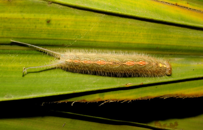 Figura 9. Larva <i>Caerois gerdrudtus</i> (Nymphalidae), posición dorsal en la hoja de la planta <i>Brahea armata</i> (Arecaceae). 09-SRNP-65835-DHJ461634.jpg.