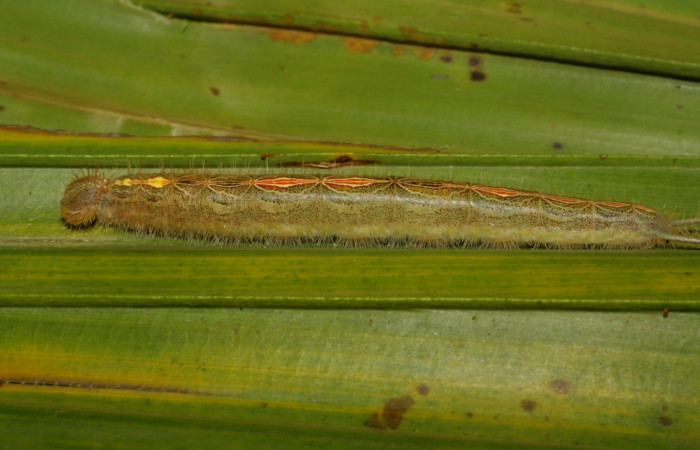 Figura 10. Larva <i>Caerois gerdrudtus</i> (Nymphalidae), posición lateral en la hoja de la planta <i>Brahea armata</i> (Arecaceae). 09-SRNP-65835-DHJ461636.jpg.