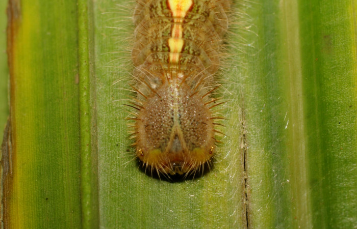 Figura 11. Larva <i>Caerois gerdrudtus</i> (Nymphalidae), posición cabeza en la hoja de la planta <i>Brahea armata</i> (Arecaceae). 09-SRNP-65835-DHJ461644.jpg.