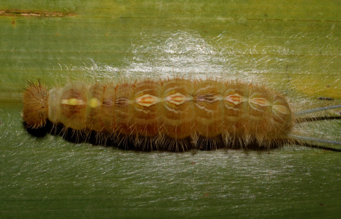 Figura 13. Prepupa de <i>Caerois gerdrudtus</i> (Nymphalidae), posición dorsal en la hoja de la planta <i>Brahea armata</i> (Arecaceae). 09-SRNP-65835-DHJ461646.jpg.